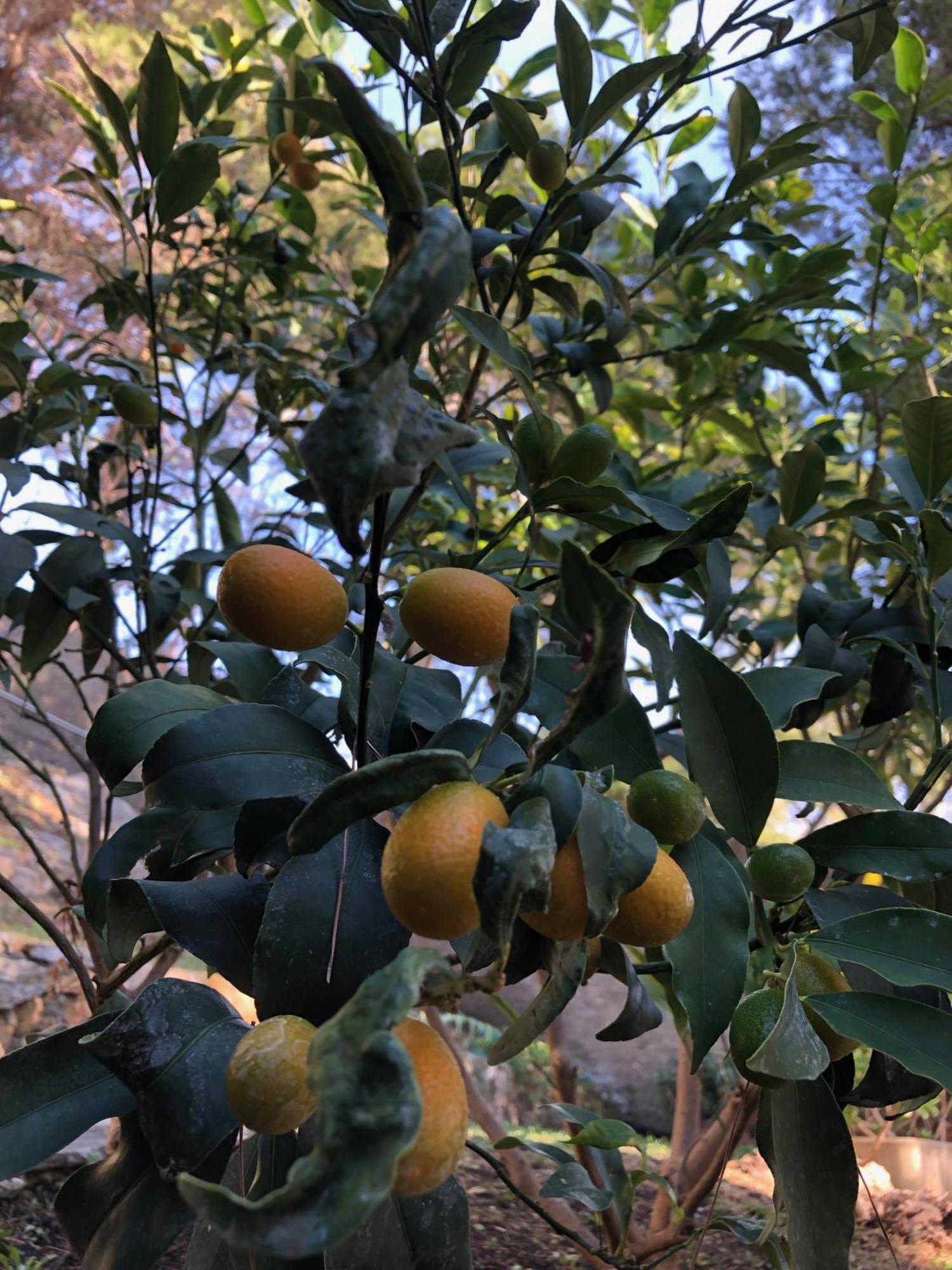 Appartamenti La Pineta Andora Экстерьер фото